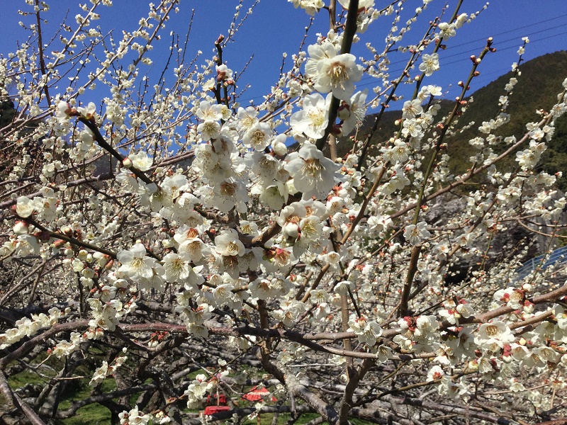 嫁石の梅まつり19年の梅の花の見頃は 高知市土佐山 四国 高知からお気に入りスポット 自然と生きる